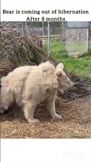 bear coming out of hibernation