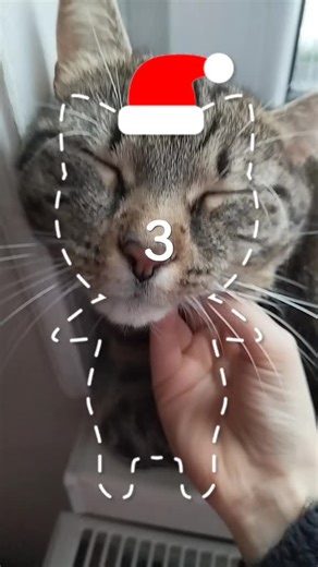 Terezka (@terezka3870)’s videos with Maxwell the Cat Theme Song - Quang Sú