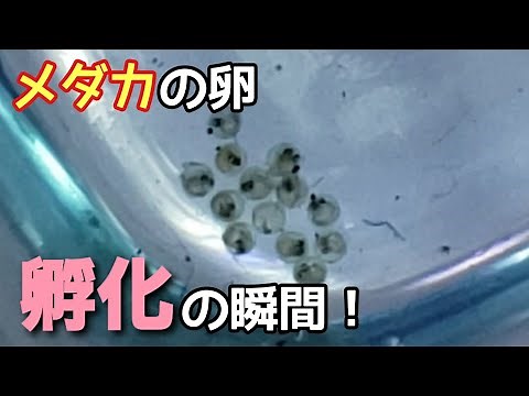 メダカの針子が卵から孵化する瞬間！【メダカ】