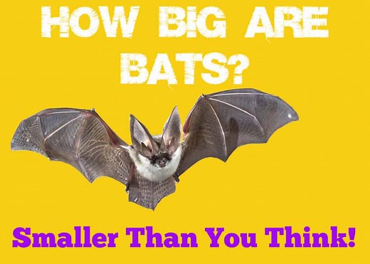 How Big Are Bats: The Smallest and Largest In The World - Squirrels at the Feeder