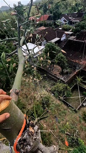 55K views · 347 reactions | Free area #treework #arborist #chainsaw | Erwan Hasena Putra | Facebook