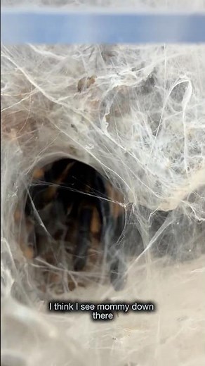 Let’s feed some baby tarantulas!
