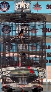 367K views · 8K reactions | Aksi singo edan juara 1 tiket utama VIKING TOUR D’JAVA feat Solo High class Stadium #andribolang #bolangproduction | Andri Bolang | Facebook