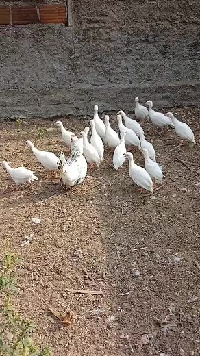 pure white guinea fowl 🥰 #birds #poultryfarming #chickenfarm #agriculture #farmhouse