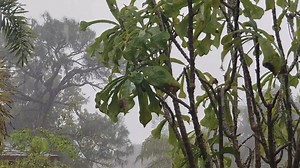 Nature, Forest, . Free Stock Video