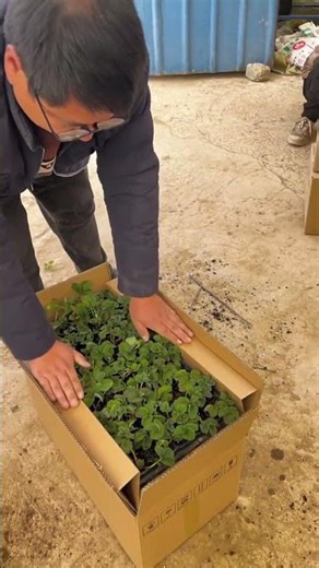 From Nursery to Box – Seedling Packing Process