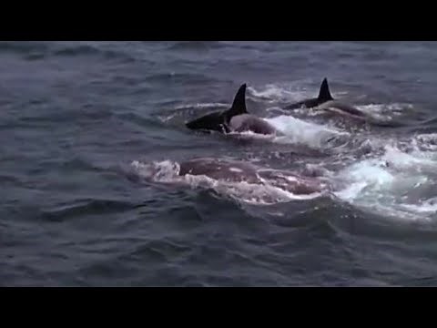 Killer Whales Target Prey | Killer Whale | BBC Earth