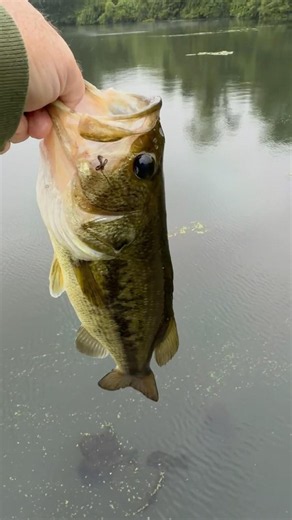 Ugly Stix with Shakespeare rod with a shakyhead jig ! Putting them to work