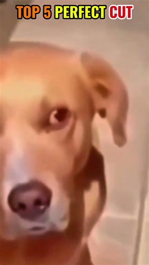 Top 5 Perfect (but Weird) Cuts! ✨ #shorts #funny #top5