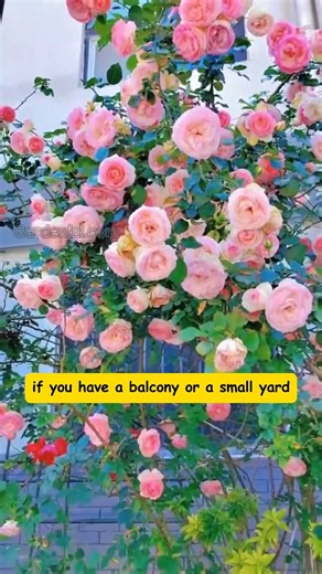 👑 Ordinary vines only give leaves… but Climbing Roses reign as the King of Climbers! They bloom in massive clusters, wrapping walls, arches, and balconies with elegance 🌸✨ Turn your home into a romantic rose paradise 🌿 👉 Comment "ZEN" below and I’ll DM you the Climbing Rose link right away! #gardenizi #climbingrose #kingofclimbers #flowergarden #romanticgarden #beautifulgarden #rosewall #gardeninglove #gardeninspiration | Seed to Flower