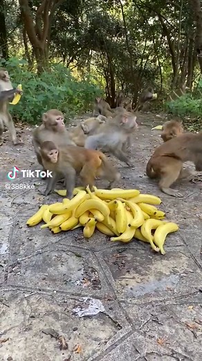 Monkeys and Their Relationship with Bananas