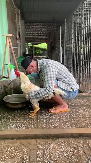 Gà Đá Xổ 500 - Gà Tân Rạch Giá Duyên Ti