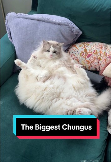 Ragdoll Cat's Abundant Floof & Sphynx Breed Info