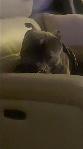My Little Brother Rocky Being a Cutie Pie 🐶🩷