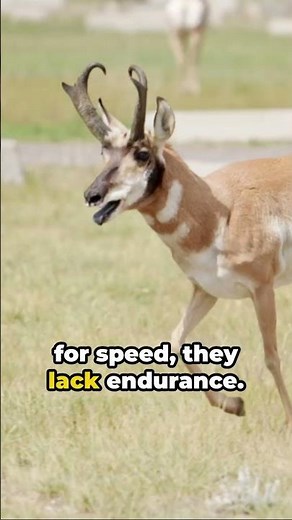 Pronghorn | The Animal the can Beat a Cheetah