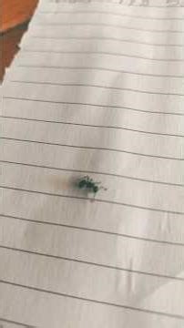 Rachel está feliz con su familia nunca la olvidaremos por qué fue la primera hormiguita rescatada