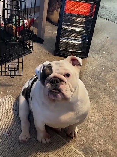 When the dog talks back to you for the first time 🤣 #funny #funnyvideo #animals