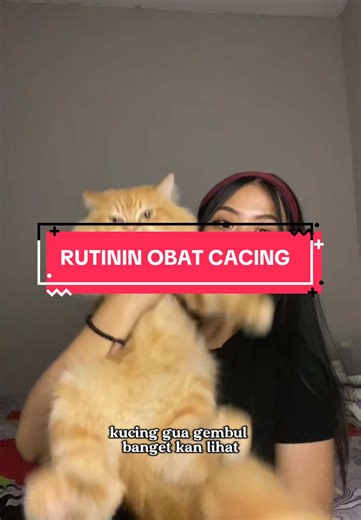 Rutin Obat Cacing untuk Kucing Lucu