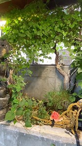 MJ Keenan on Instagram: "Aviary Finch Cam. “Horizons” by @puscifer John Fryer- Dream of a Lie mix"