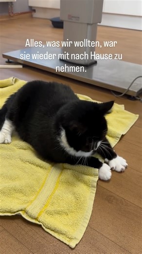 Toph 🐈‍⬛💫 on Instagram: "Am Mittwoch fuhren wir morgens zu unserem Tierarzt. Beim Tierarzt erlitt Toph noch einen Anfall – zwar nur einen leichten, aber wahrscheinlich auch, weil sie am Ende ihrer Kräfte war. Die letzte Nacht und der letzte Tag hatten sie enorm erschöpft. Beim Tierarzt wurden weitere Untersuchungen durchgeführt. Es wurde ein Röntgen ihrer Lunge gemacht und ihr Bauch mittels Sonographie kontrolliert. Alle Untersuchungen waren erst einmal ohne Befund: Keine Flüssigkeit in den Or