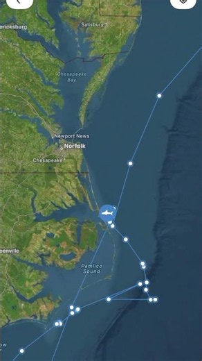 🦈 WHITE SHARK BROOKES PINGS IN OFF KITTY HAWK, NC