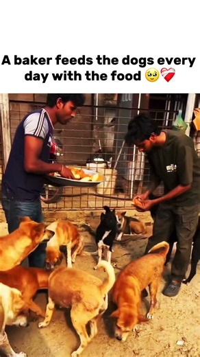 A Baker Feeds the dogs every day with the food