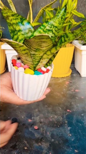 Snakeplant decoration idea🌿✨ #shorts #snakeplant #indoorplants #viral #trending #song #garden