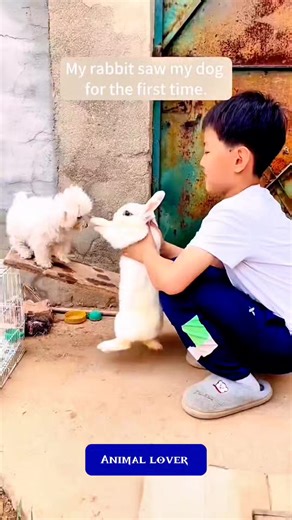 18K views · 310 reactions | Bad Tempered Rabbit  #cute #animals #rabbit #bunnies #funny #pet #animallover #usa #virals #fypシ | Animal lover | Facebook