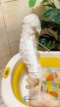 Poodle Grooming Like a PRO in Just 30 Days