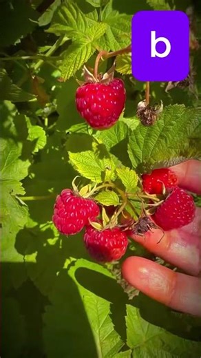 ABC 3 ! Learn Spelling for Kids 🎶 #Shorts #abc #englishforkids #kidslearning #ABC 3