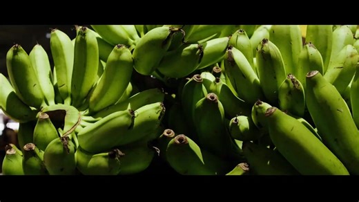  ‘Musa paradisiaca’, una historia cultural y política del plátano en Occidente ️ Jueves ⏰ 22:30 horas ➡️ https://rtvc.es/musa-paradisiaca-una-historia-cultural-y-politica-del-platano/ | RadioTelevisión Canaria - RTVC.es | Facebook