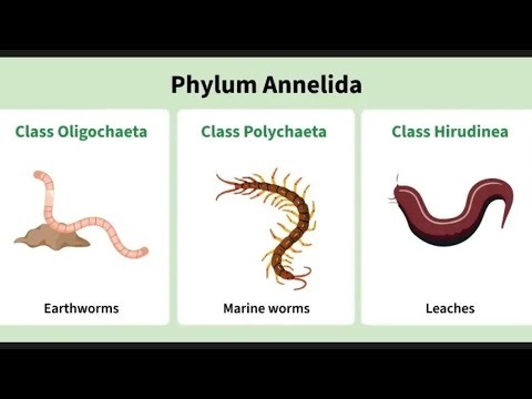 Phylum Annelida