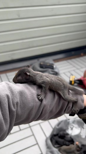 Gates Wildlife on TikTok