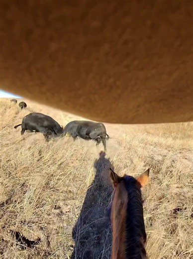 Understanding Bull Fighting Behavior in Ranch Life