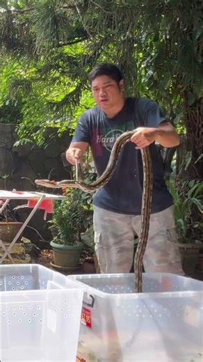 Ular retic super dwarf #snake #reticulatedpython
