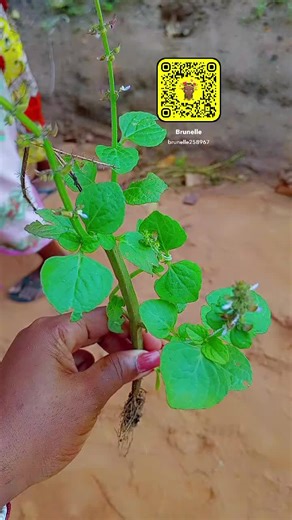 toi qui fait fausse couche répété peut préparer cette tisanes et commence par boire matin et soir toi qui a souvent le ventre chaud ou ma au bas ventre ou les douleurs corporel comme mal au dos au hanche soit tu fais un peu de travail tu n'arrives plus à te redresser tu peux aussi préparer soit tu fais la purge avec vous pouvez préparer soit faite la purge avec bisous a vous #tik #togolais228🇹🇬 #benintiktok🇧🇯