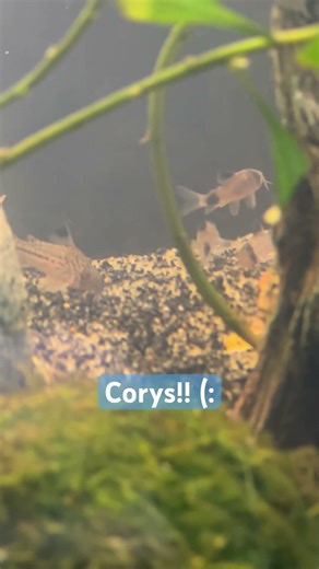 corys the best fish 🐠
