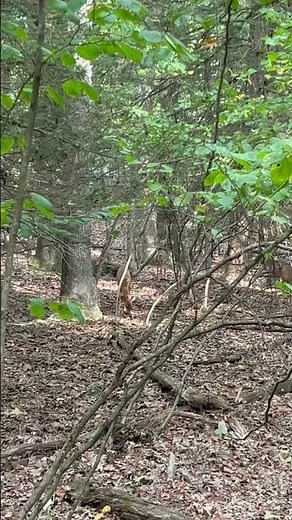Deer 🦌 in the Woods #nature #outdoors #deer #wildlife #animals #shorts #fall
