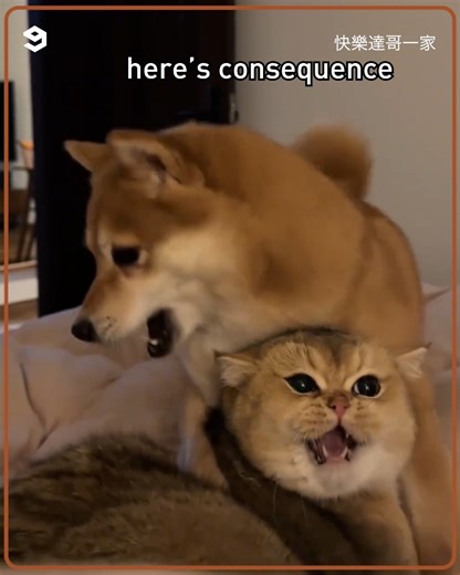 268K views · 9.2K reactions | eat you up like a yummy loaf | 9GAG Cute | Facebook