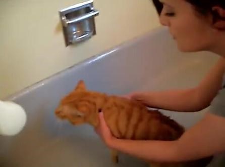 老吴猫🐱原版视频完整版#猫meme #meme #猫咪的迷惑行为 #万恶之源 #猫咪表情包,猫咪喊老吴原版- 抖音