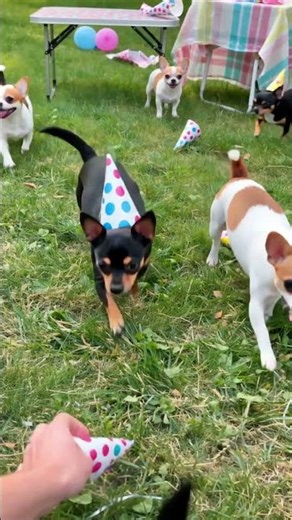 Funny Dogs Bday Bash | Silly Dogs