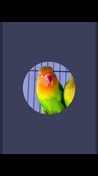 Love birds life is live!