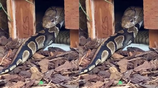 Viral Video: किंग कोबरा ने अजगर को कच्चा ही गटक लिया, मंजर देख लोगों की फटी रह गई आंखें, वीडियो वायरल