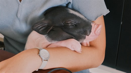Kismalacos kávézó nyílt Budapesten, nagyon kiakadtak az állatvédők