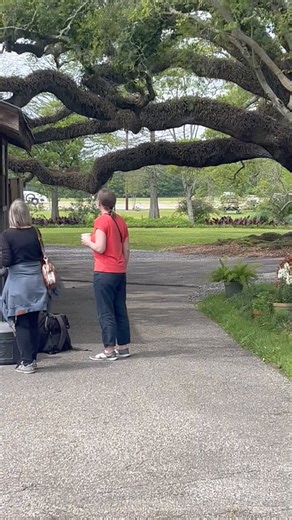 3.1K views · 65 reactions | An absolutely GLORIOUS day here at Oak Alley! Still time to enjoy a meal in the resturant with indoor or outdoor seating, a specialty cocktail or Mint Julep from our Spirits Bar or Dessert from our Plantation Cafe’. The Gift shop is also open until 5:00Pm. Spend the afternoon relaxing with us!!! Happy Easter! | Oak Alley Plantation Restaurant & Inn & Gift Shop | Facebook