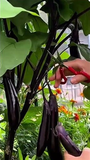 High Yield Eggplant Harvesting Technique Using Gentle Hand Picking Method