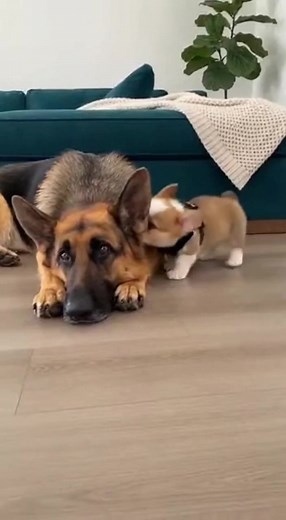 Understanding German Shepherds: Common Behavior Issues