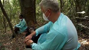 CNN reporter goes inside a 'chimp school' in Sierra Leone