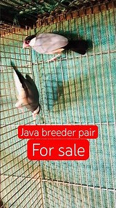 Java finch sparrow breeder pair for sale #jungleonterrace #javabird #birds #viral #shorts #trending