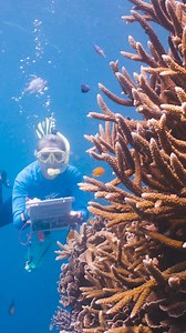 Monitoring the Great Barrier Reef with the Eye on the Reef program ...